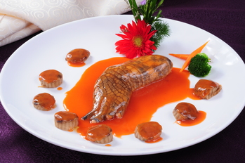 红扒鳄鱼掌(2398013)