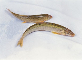 生猛海鲜红豆鱼