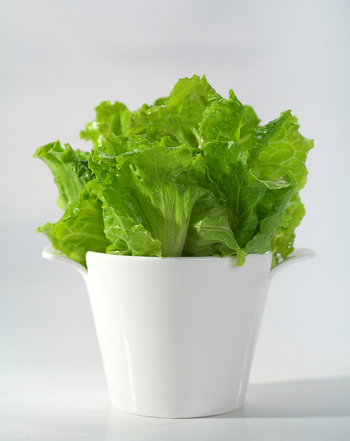 滴翠小生菜(2514638)