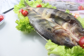 带头六线鱼(977373)