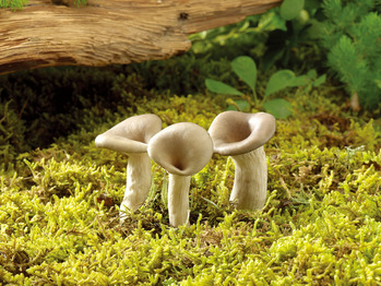 长在草地里的三个蘑菇(825347)