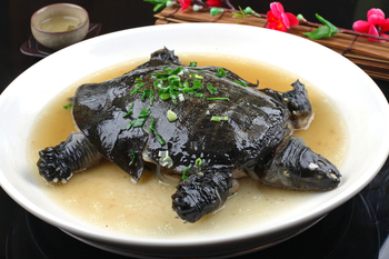 干蒸甲鱼(629295)