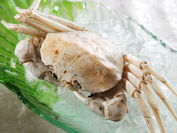 澳洲雪蟹(373334)